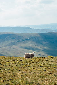 photo of brown sheep at green field thumbnail