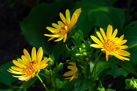 Golden Aster flowers in bloom. thumbnail