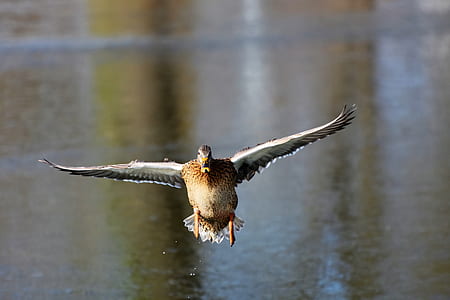 photo of soaring duck near body of water thumbnail