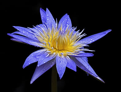 close-up photo of blue and yellow waterlily flower thumbnail