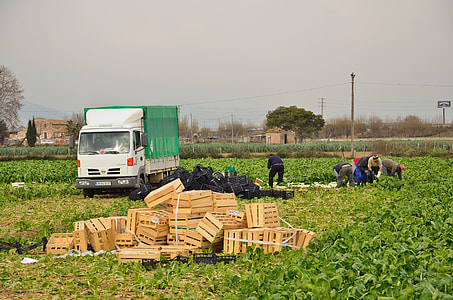 Agriculture, Collecting Artichokes thumbnail