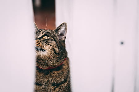 silver tabby cat standing beside white textile thumbnail