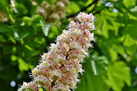 white flowers outdoors thumbnail