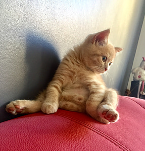 orange tabby kitten thumbnail