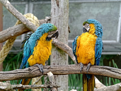 two blue-and-yellow macaws thumbnail