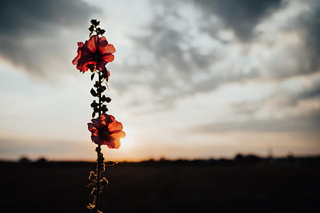 red poppy flowers selective photography thumbnail