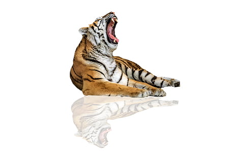 brown and white tiger illustration thumbnail