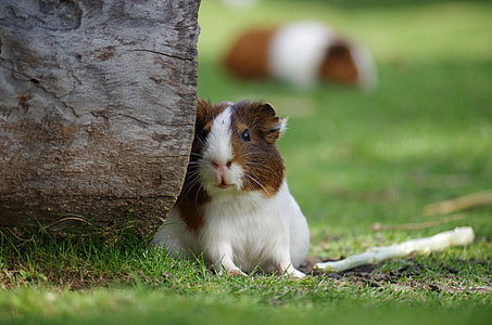 white and brown hamster beside log thumbnail