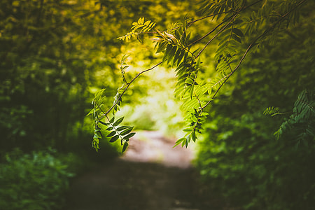 green tree thumbnail