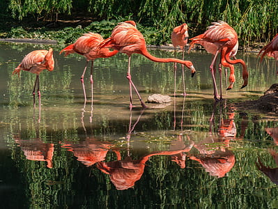 flamingo birds drinking water during daytime thumbnail