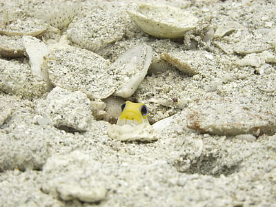 yellow and white fish thumbnail