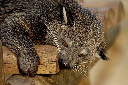 raccoon on brown wooden surface thumbnail