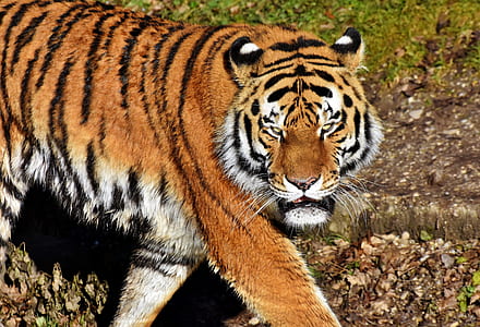 tiger standing on green grass field thumbnail