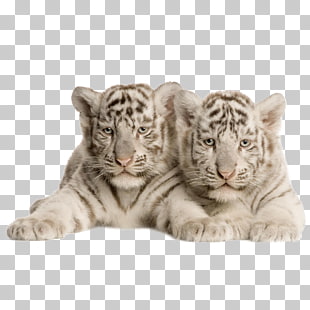 1 132 Tiger Wallpapers Png Cliparts For Free Download Uihere