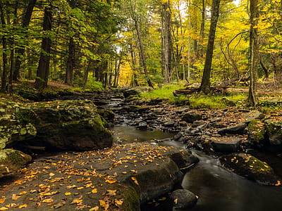 Brook at George W. Childs Recreation Site. Dingmans Ferry, PA. thumbnail