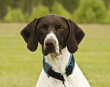 selective focus photo of white and black dog thumbnail