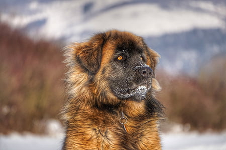 long-coated brown dog thumbnail