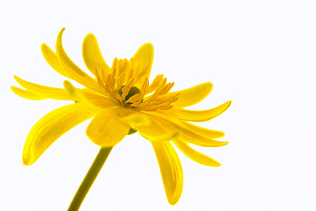yellow multi-petaled flowers thumbnail