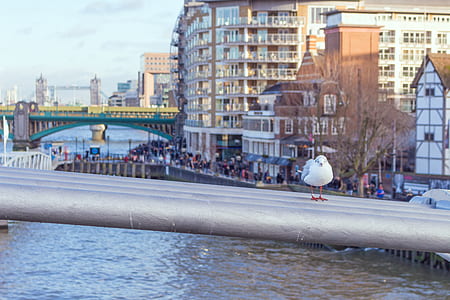 city, sky, bird, people thumbnail