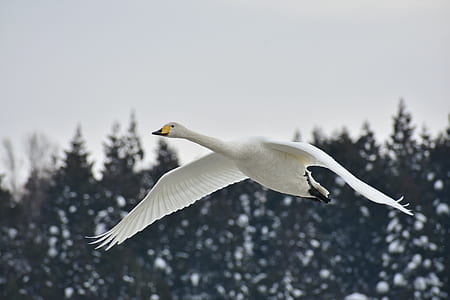 flying white bird in shallow focus photography thumbnail