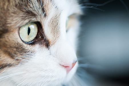Green Cat Eyes Photo thumbnail