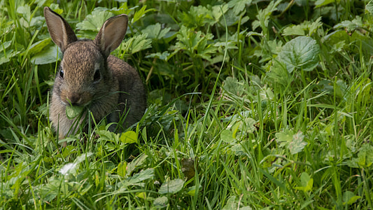 brown rabbit on green grass thumbnail