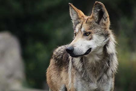 gray wolf on focus photo during daytim thumbnail