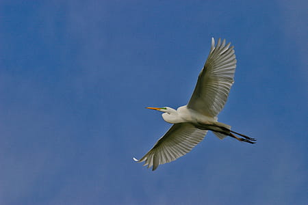 Great Egret Flying Under Blue Sky thumbnail