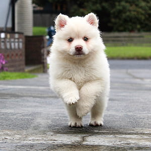 short-coated white puppy thumbnail
