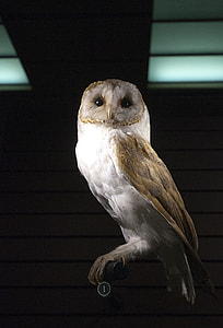 white and gray owl thumbnail