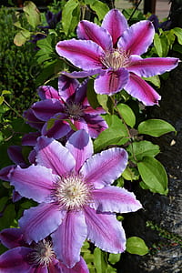 purple flowers during daytime thumbnail
