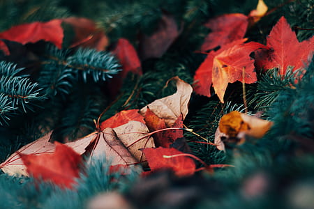 closeup photo of red palmate leaves thumbnail