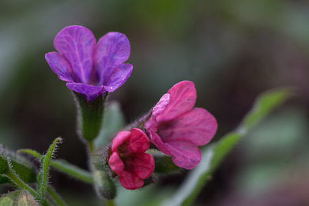 Pulmonaria Officinalis Moth thumbnail