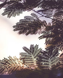 green plant thumbnail