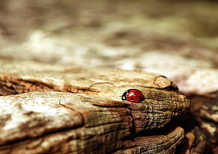 black and red Lady Bug on brown wood thumbnail