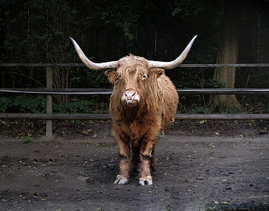 brown buffalo near black fence thumbnail