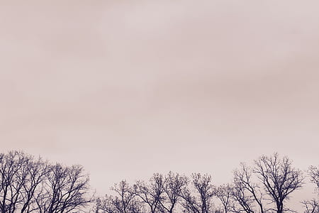 tree under white sky thumbnail