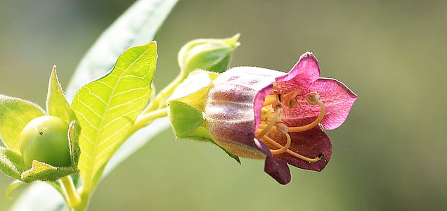selective focus photography of pink petaled flowers thumbnail