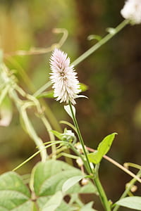 nature, garden, grass, flower thumbnail
