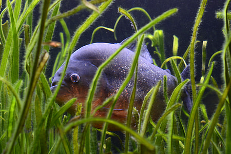 grey and orange fish in water with green grass thumbnail