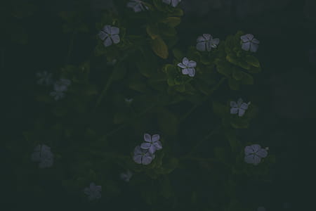 Small Purple Flowers With Green Stems thumbnail