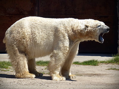 white polar bear thumbnail