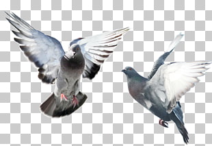 page 15 1 299 pigeons and doves png cliparts for free download