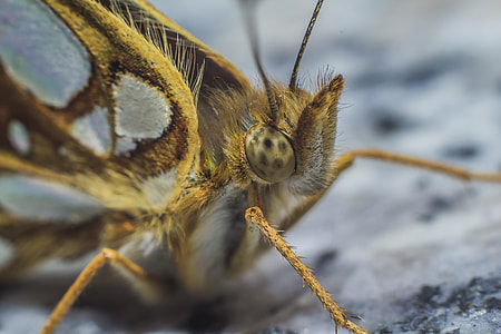 Queen Of Spain Fritillary, Butterfly thumbnail