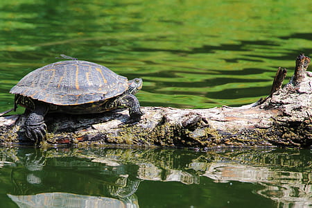 black turtle on brown tree trunk during daytime thumbnail