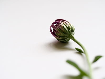 shallow focus photography of green plant thumbnail