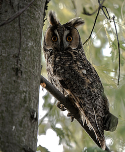 gray owl on tree thumbnail
