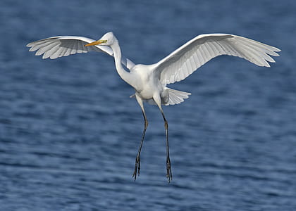 Close-up Photography of a White Egret thumbnail