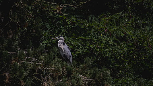 gray bird on tree thumbnail