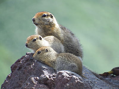 three brown rodents on top of rock formation thumbnail